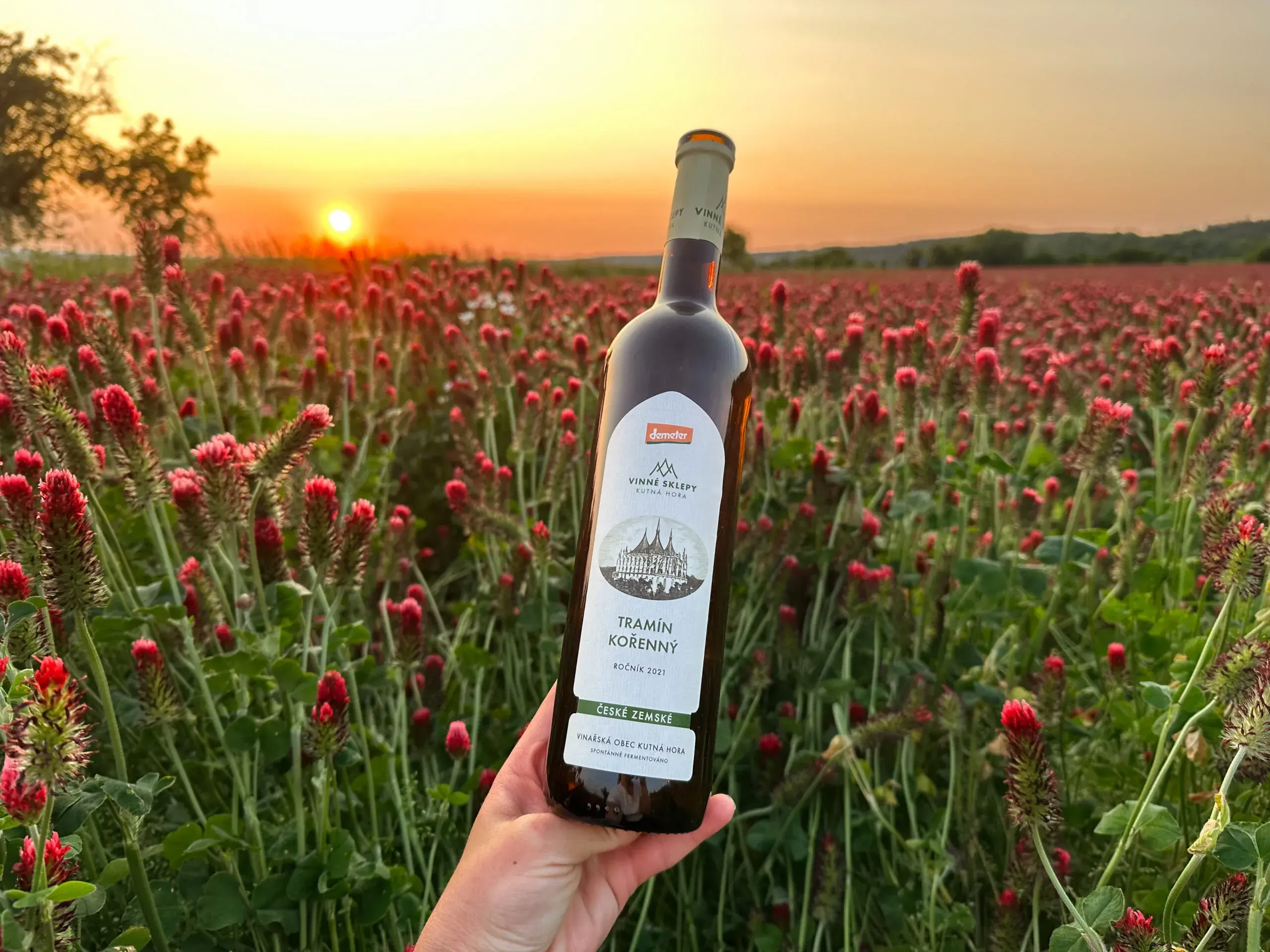 Od stříbrných prutů k biodynamice. Obnovujeme slávu *kutnohorských vinic.*