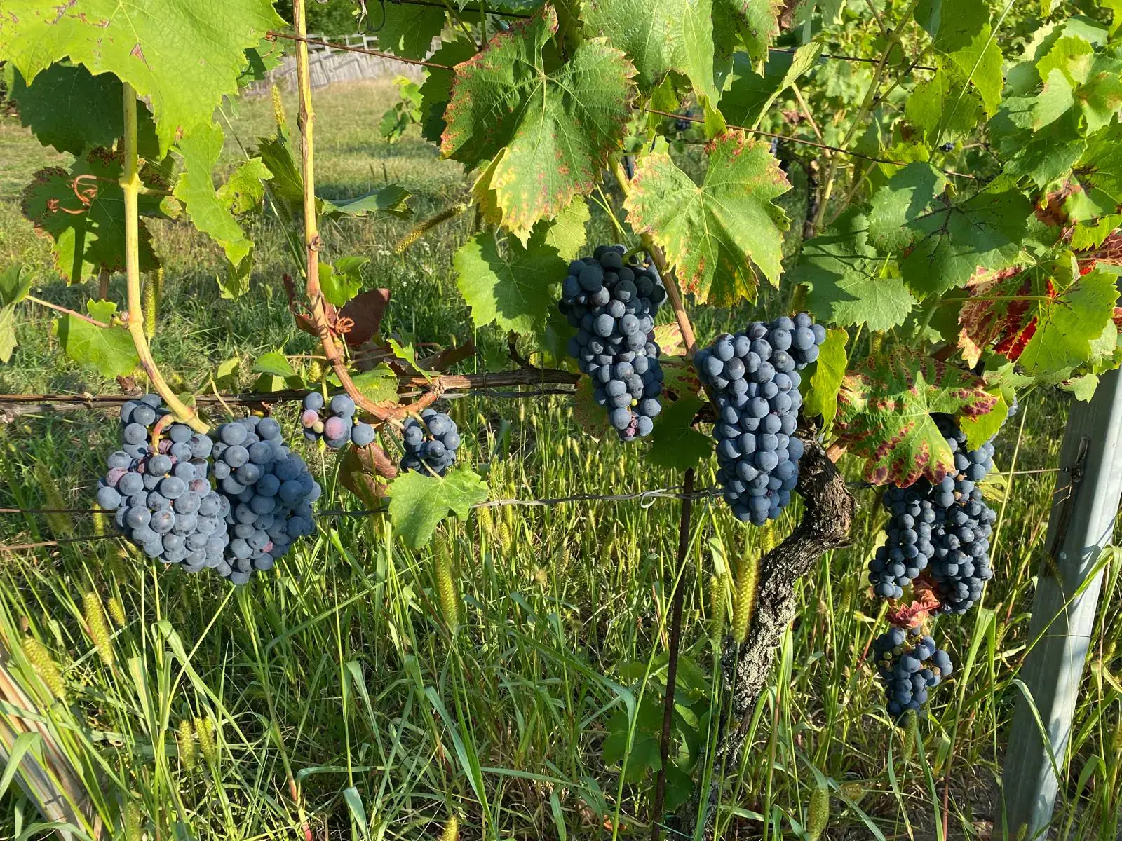 Vinice <br>*U Kačiny*