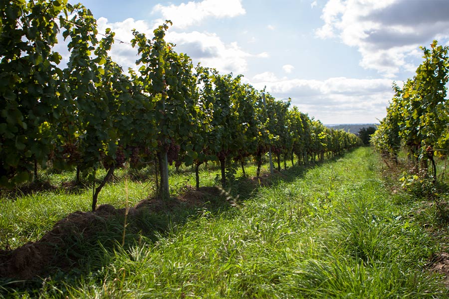 Přečtete si více ze článku Biodynamické víno je čisté víno. Chutí i původem.
