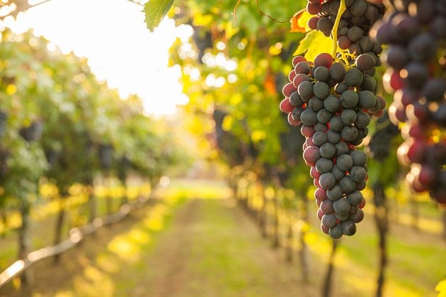 Přečtete si více ze článku Hroznové víno – ideální potravina pro zdraví a vitalitu