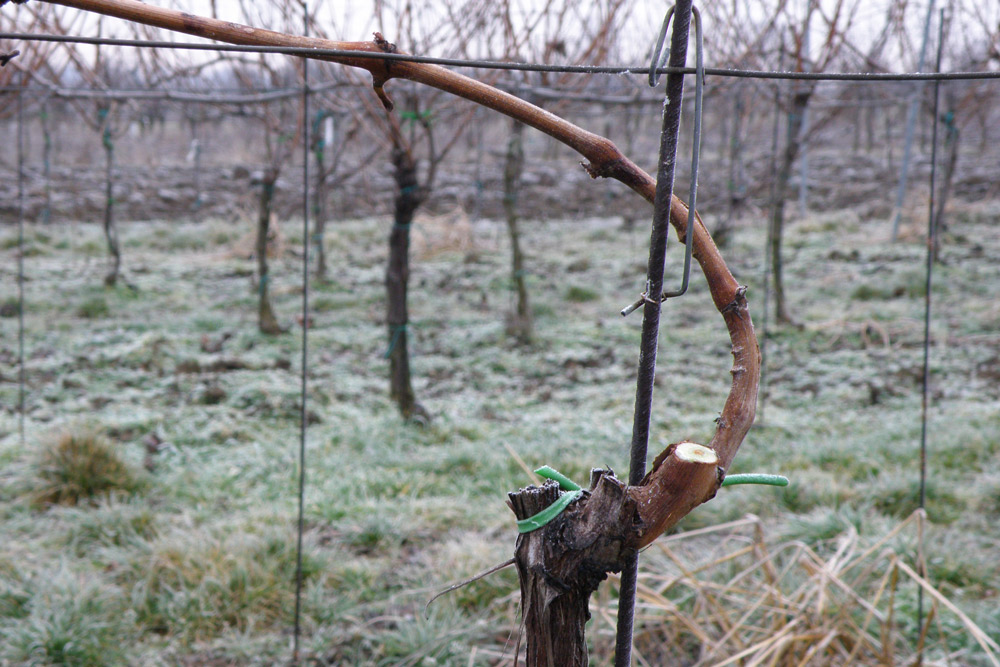Přečtete si více ze článku Únorová zpráva z kutnohorských vinic