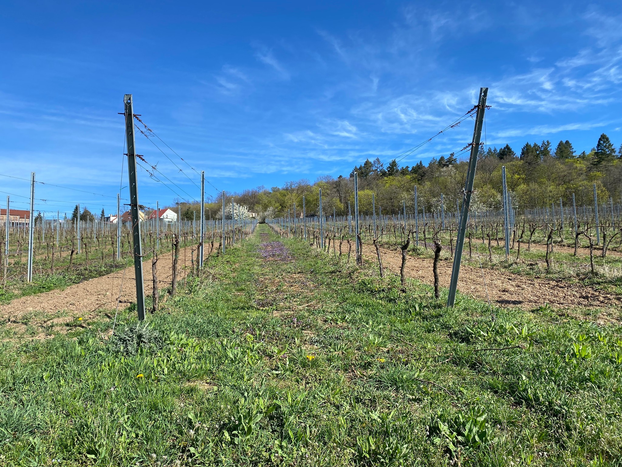 Přečtete si více ze článku Na jarní inspekci kutnohorských vinic