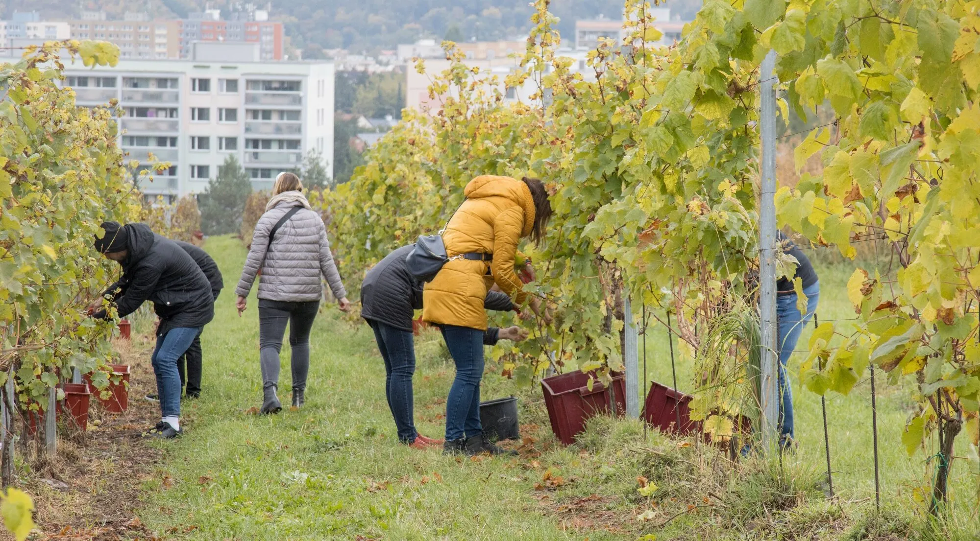 Přečtete si více ze článku Teambuilding v biodynamické vinici