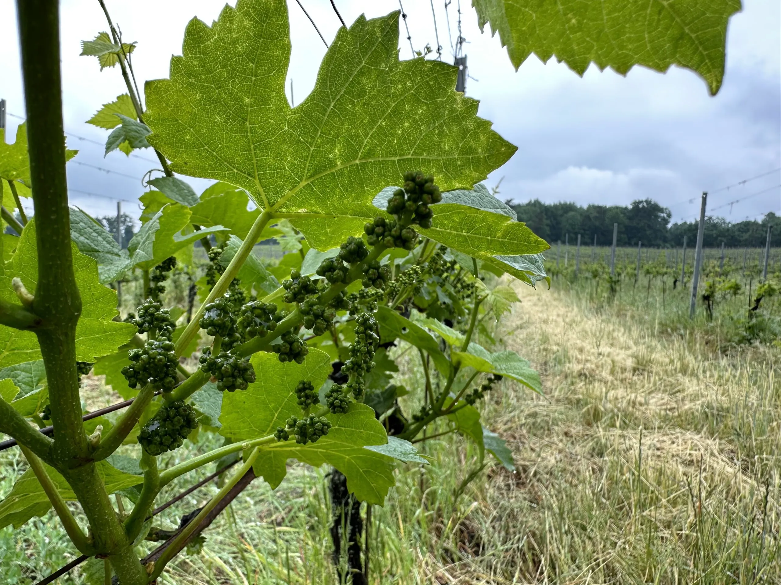 Přečtete si více ze článku Úvodní povídání k velkému biodynamickému seriálu